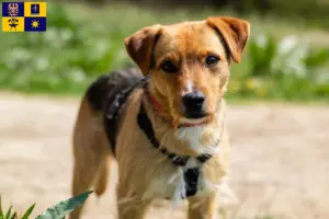 Mehr über den Artikel erfahren Patterdale Terrier Züchter und Welpen in Zlín