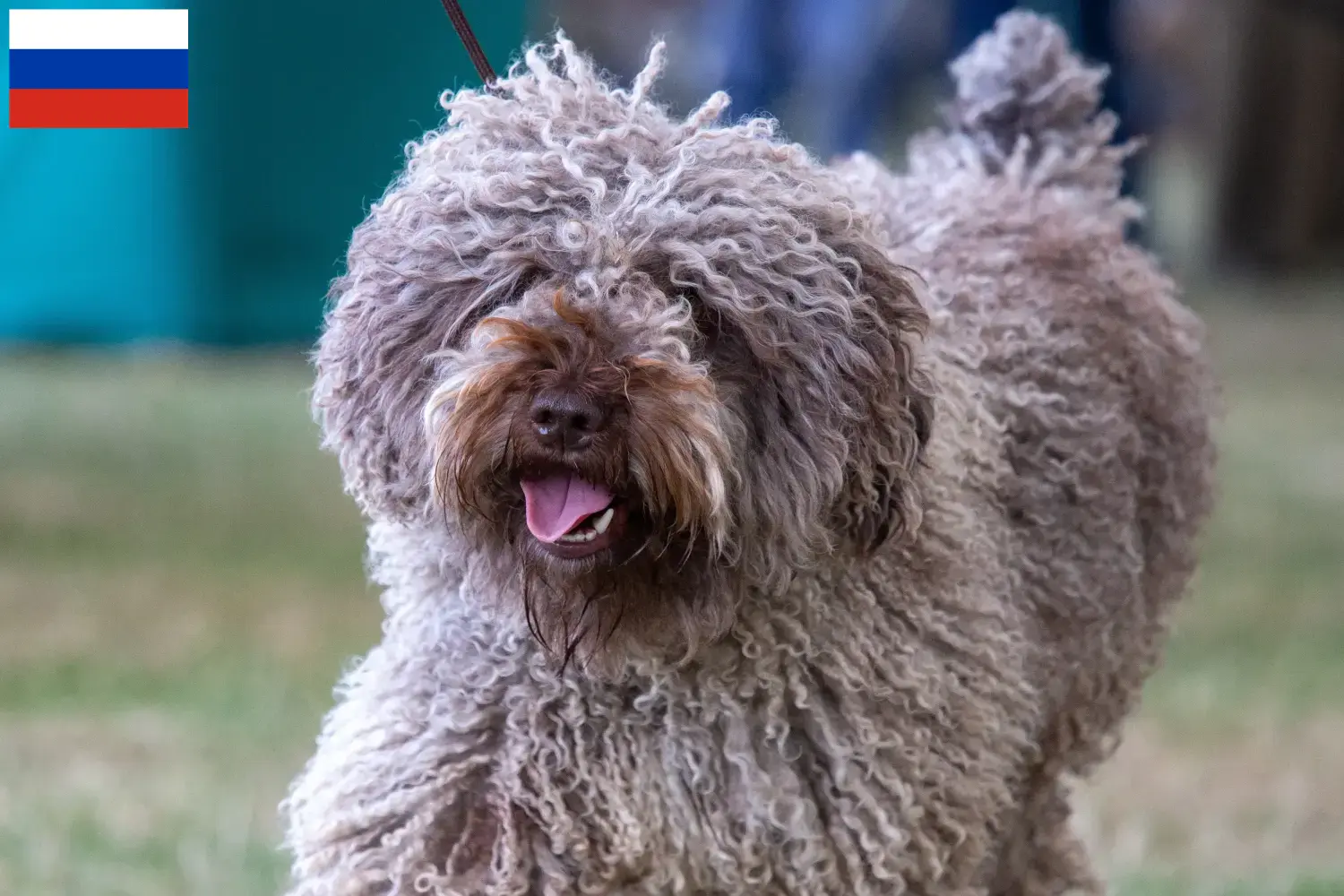 Perro de Agua Español Welpen und Züchter Russland Hier findest Du Perro de Agua Españols Züchter in Russland.