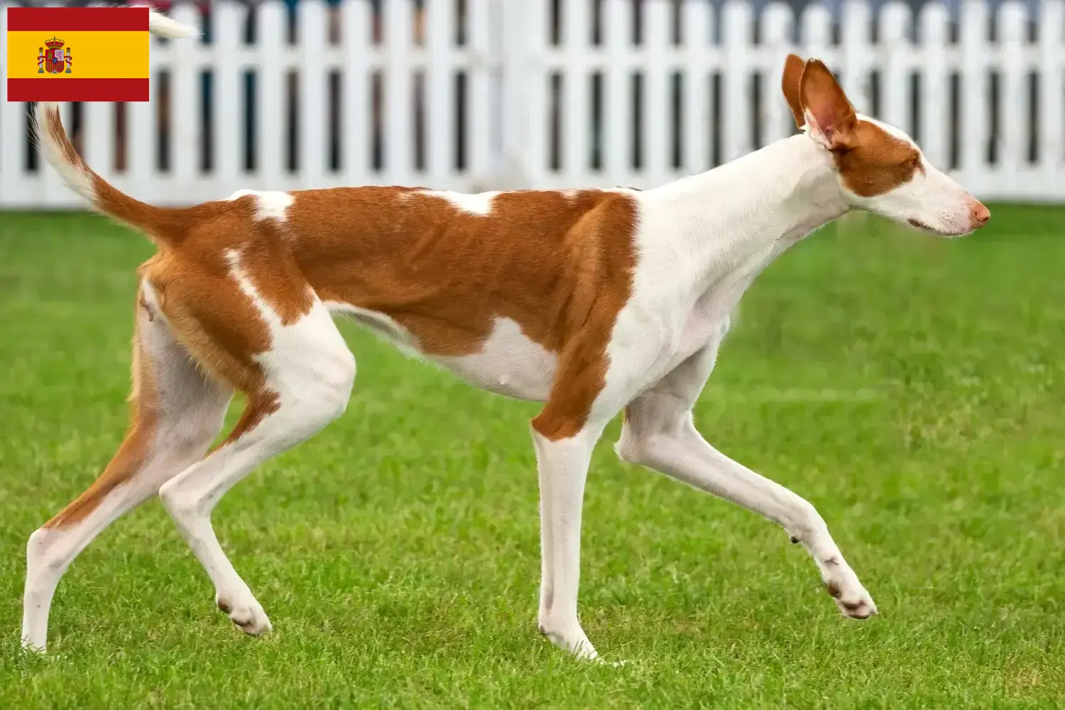 Podenco Welpen und Züchter Spanien Hier findest Du Podencos Züchter in Spanien.