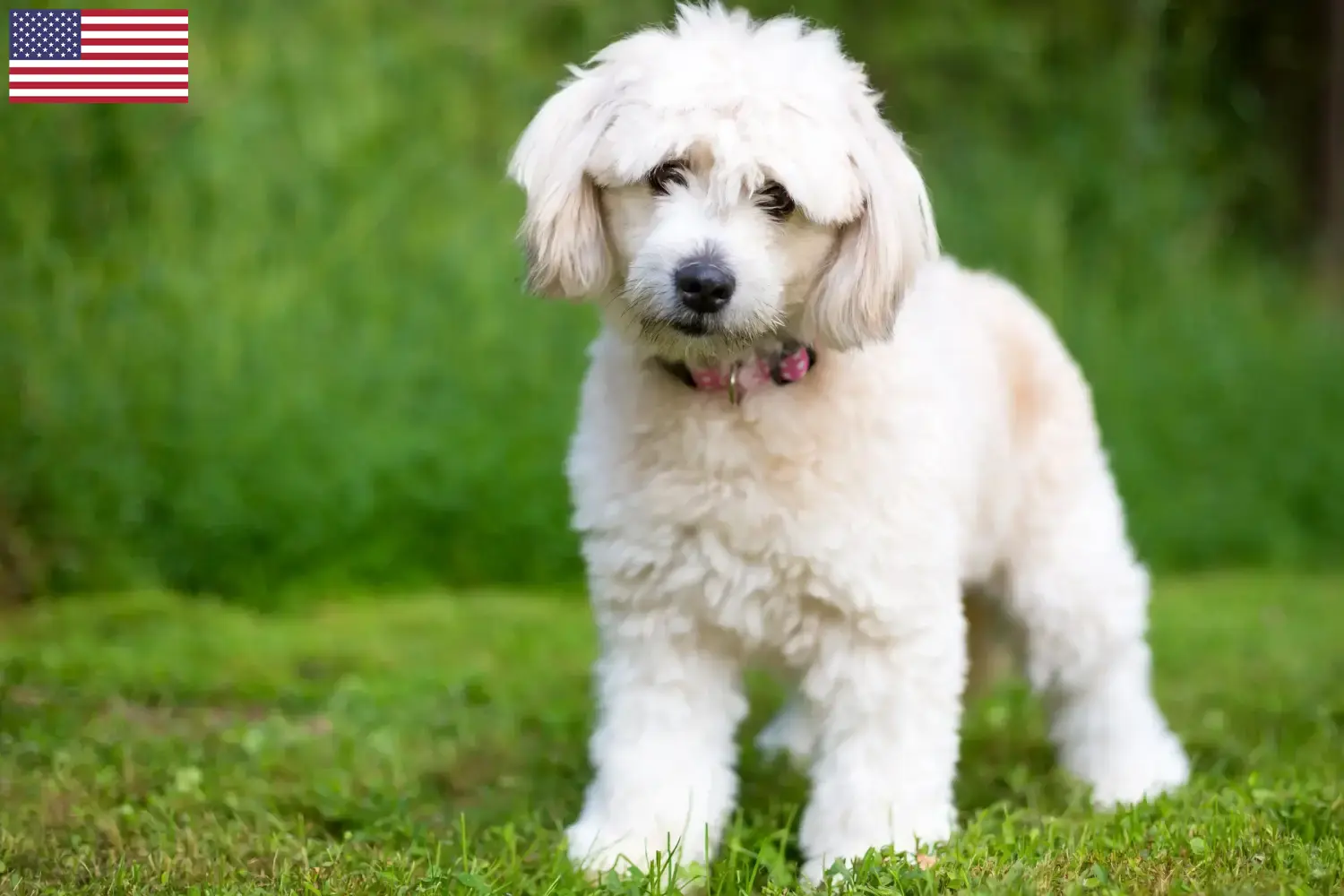 Pomapoo Welpen und Züchter USA Hier findest Du Pomapoos Züchter in den USA.