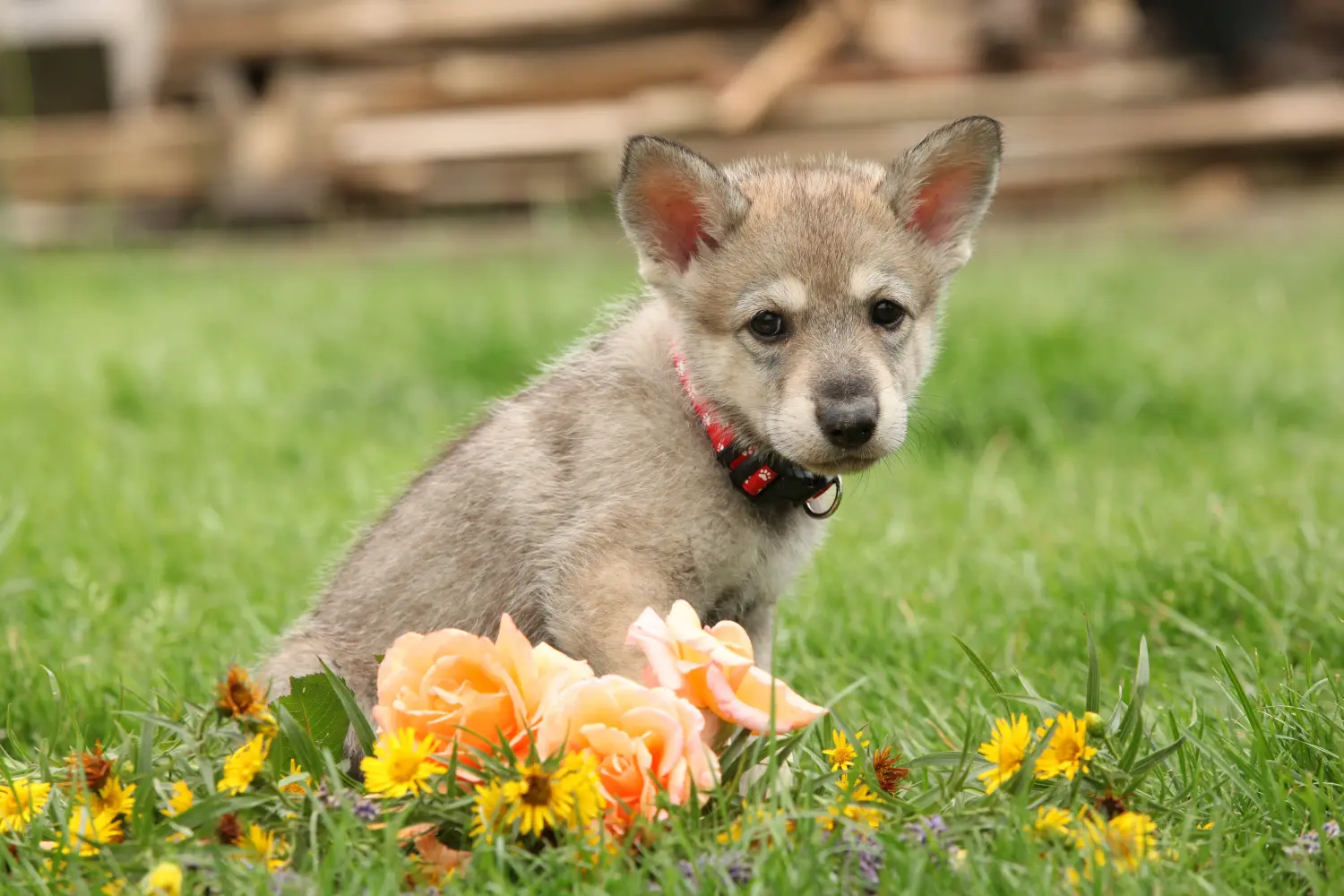 Einen Saarloos-Wolfhund Welpen zu kaufen, bedeutet Verantwortung zu übernehmen! Saarloos-Wolfhund Welpen kaufen.