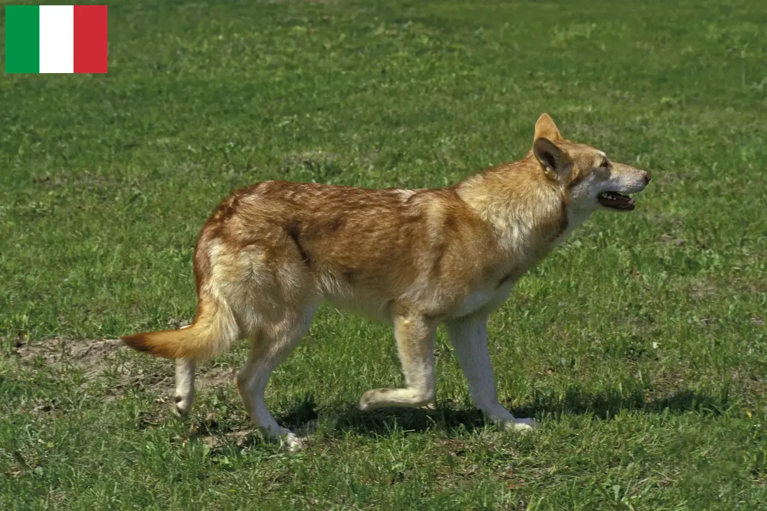 Saarloos-Wolfhund Welpen und Züchter Italien Hier findest Du Saarloos-Wolfhunde Züchter in Italien.