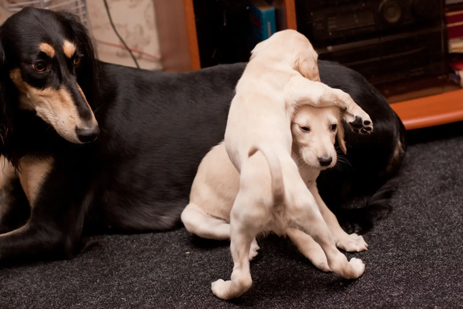 Einen Saluki Welpen zu kaufen, bedeutet Verantwortung zu übernehmen! Saluki Welpen kaufen.