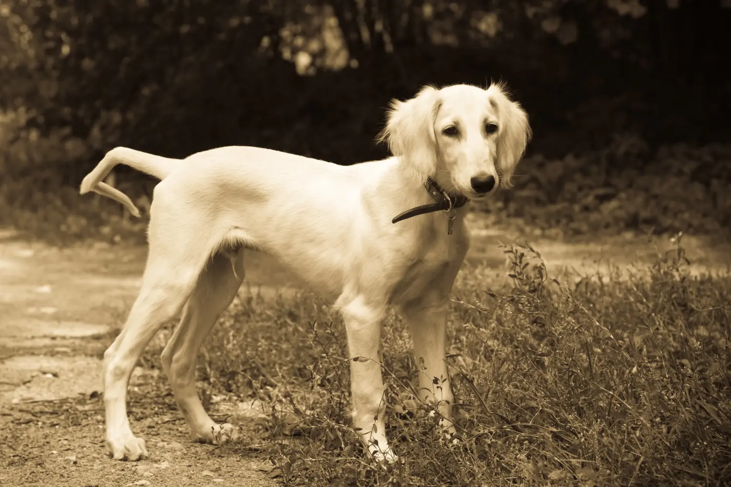 Einen Saluki Welpen zu kaufen, bedeutet Verantwortung zu übernehmen! Saluki Welpen kaufen.