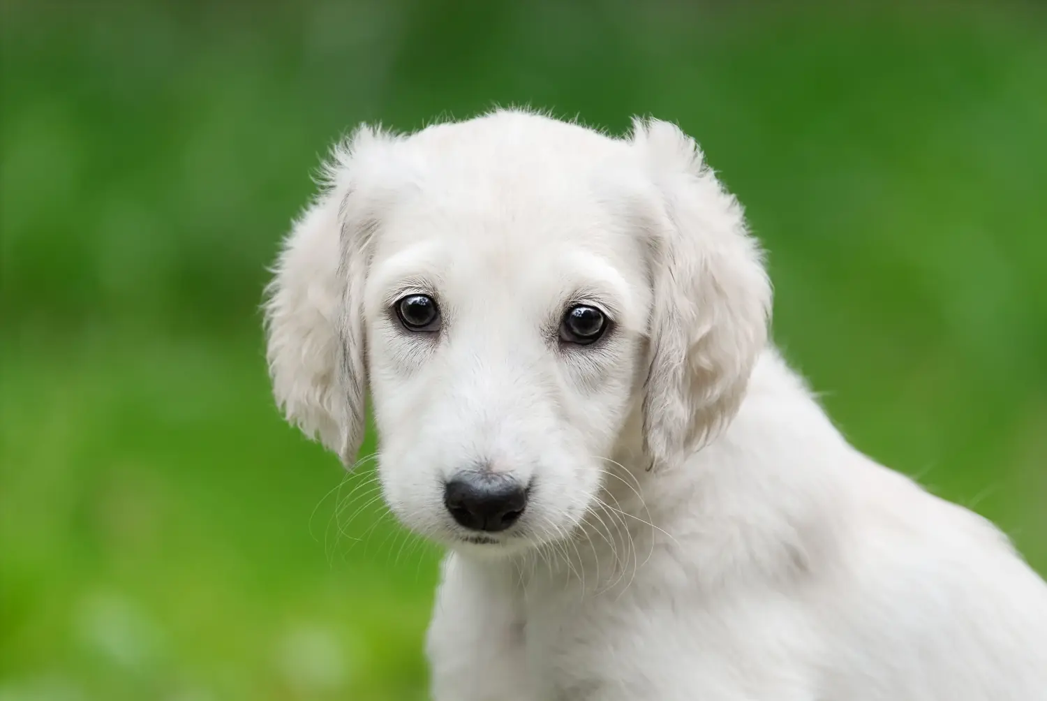 Einen Saluki Welpen zu kaufen, bedeutet Verantwortung zu übernehmen! Saluki Welpen kaufen.