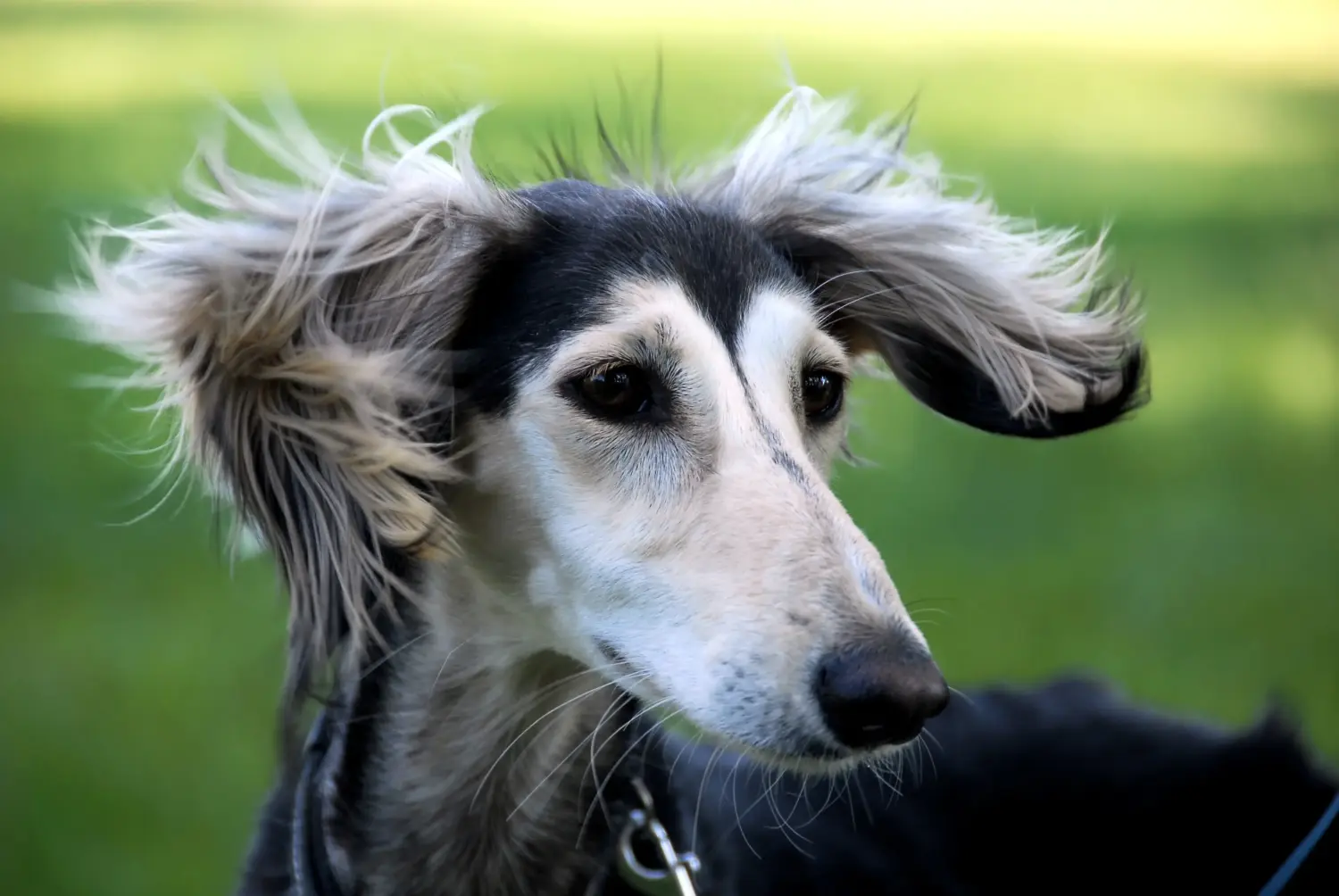 Einen Saluki Welpen zu kaufen, bedeutet Verantwortung zu übernehmen! Saluki Welpen kaufen.