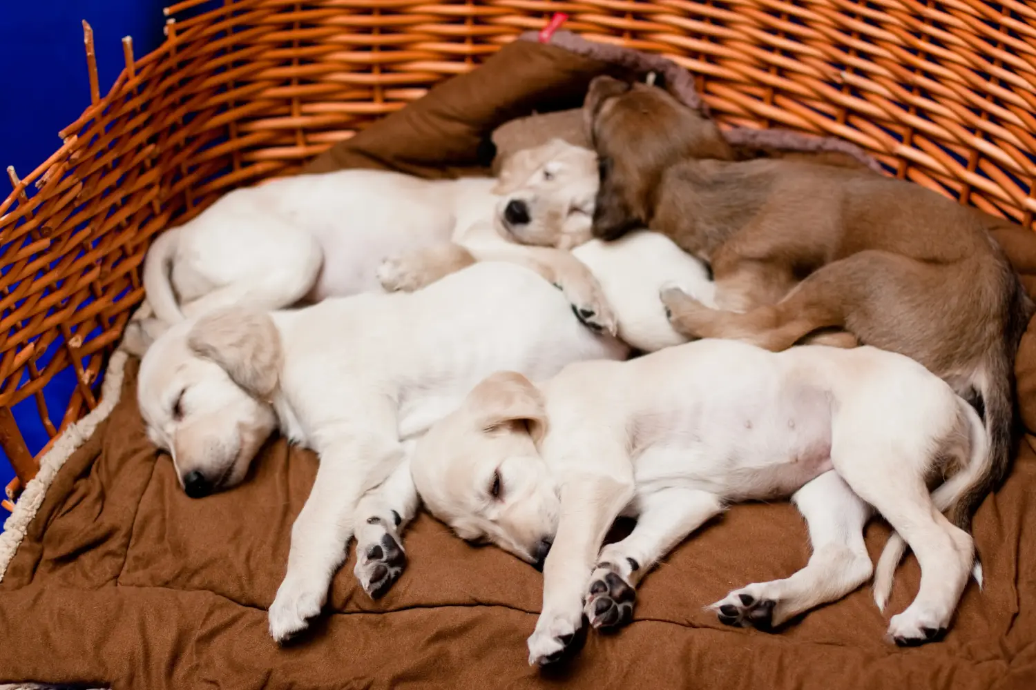 Einen Saluki Welpen zu kaufen, bedeutet Verantwortung zu übernehmen! Saluki Welpen kaufen.