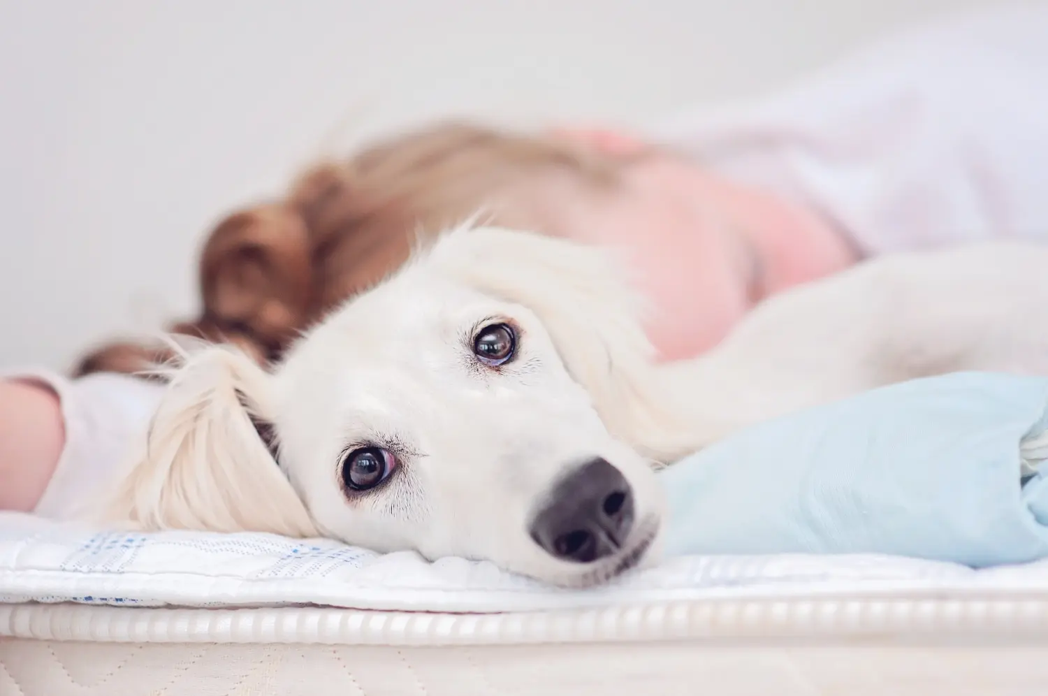 Einen Saluki Welpen zu kaufen, bedeutet Verantwortung zu übernehmen! Saluki Welpen kaufen.