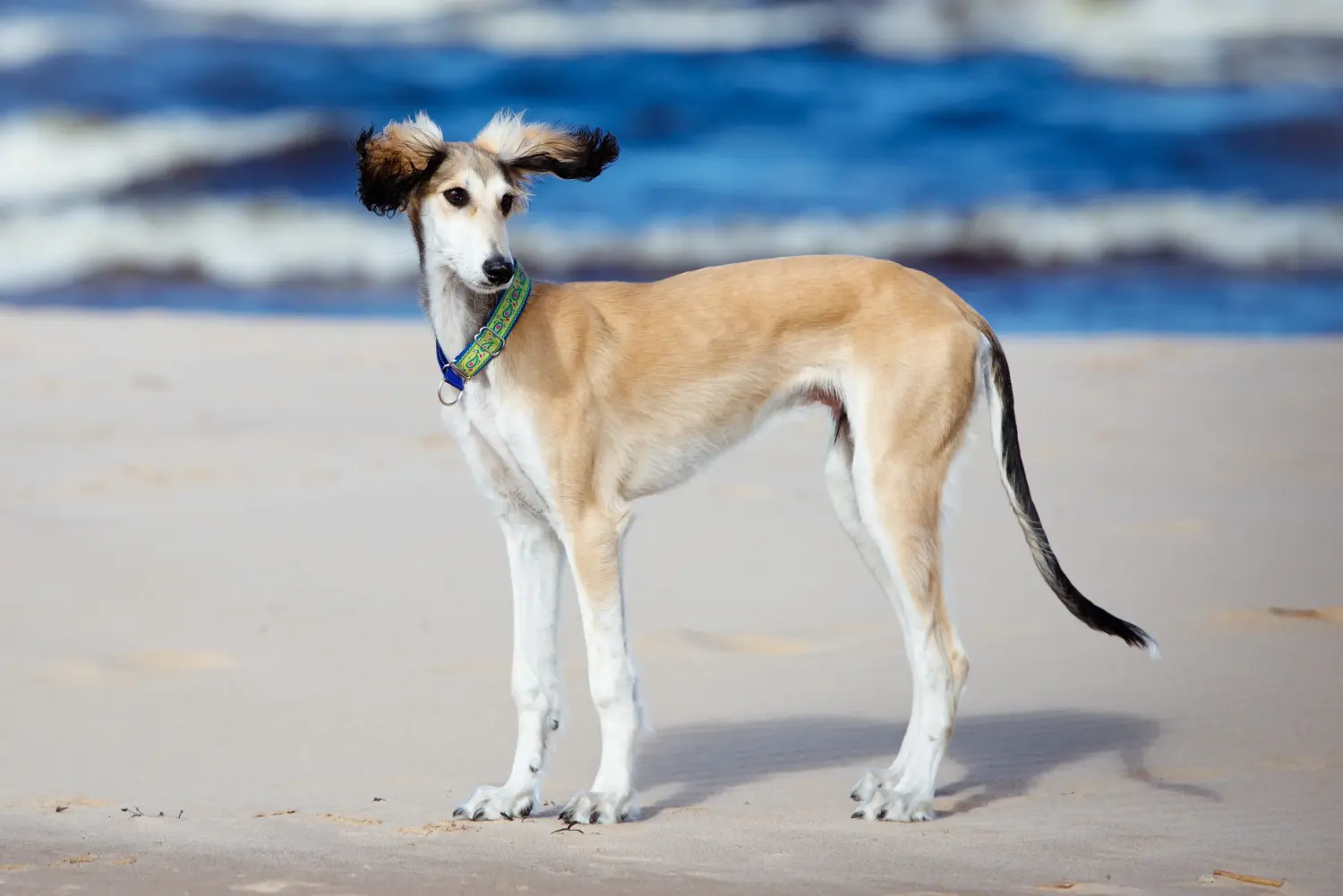Einen Saluki Welpen zu kaufen, bedeutet Verantwortung zu übernehmen! Saluki Welpen kaufen.