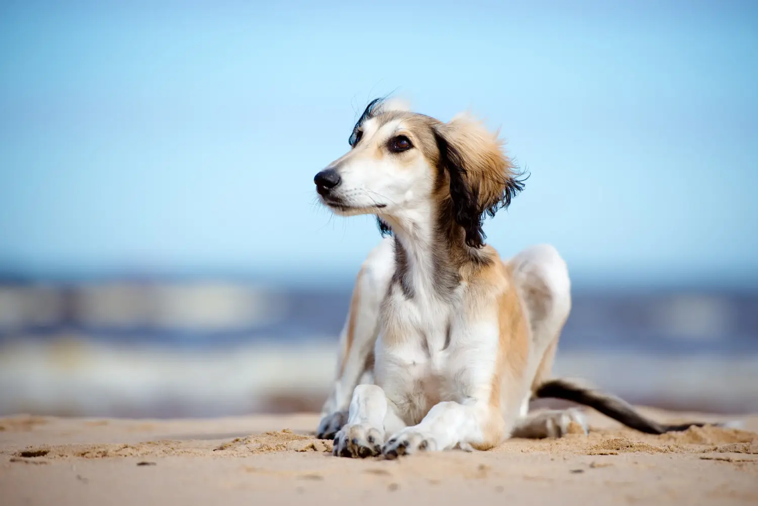 Einen Saluki Welpen zu kaufen, bedeutet Verantwortung zu übernehmen! Saluki Welpen kaufen.