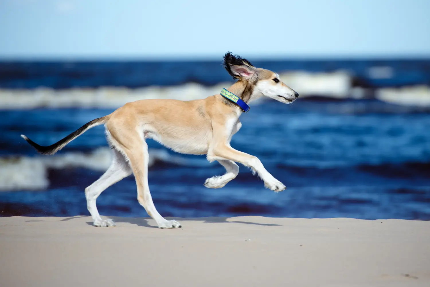 Einen Saluki Welpen zu kaufen, bedeutet Verantwortung zu übernehmen! Saluki Welpen kaufen.