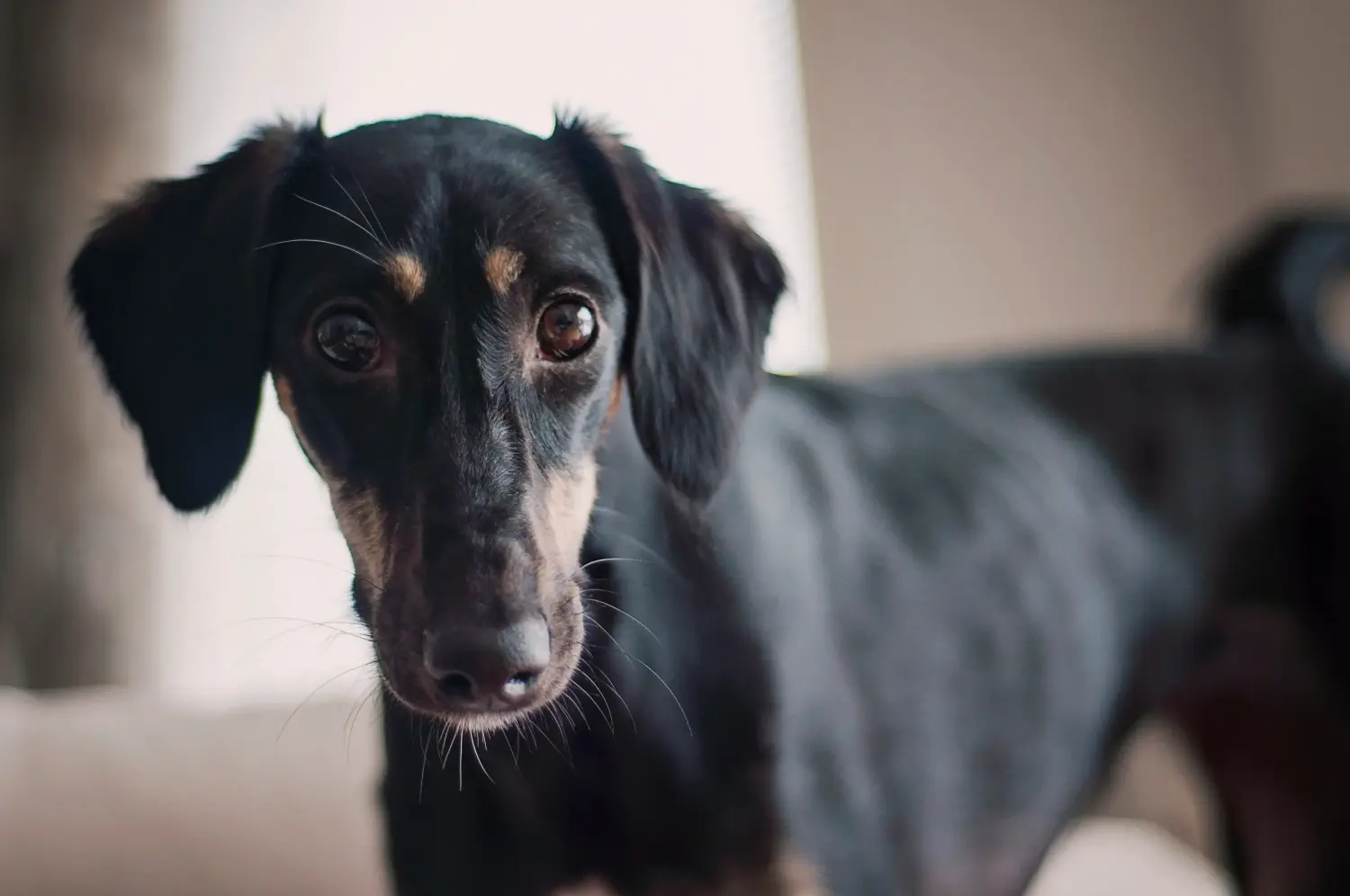 Einen Saluki Welpen zu kaufen, bedeutet Verantwortung zu übernehmen! Saluki Welpen kaufen.