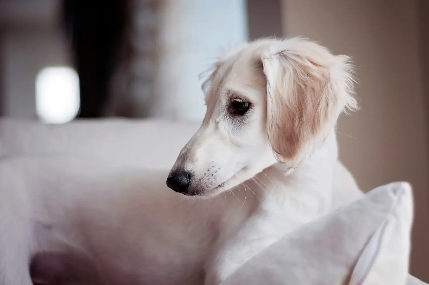 Einen Saluki Welpen zu kaufen, bedeutet Verantwortung zu übernehmen! Saluki Welpen kaufen.