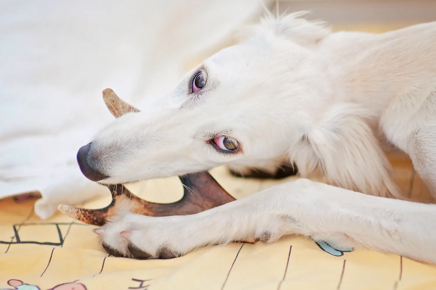 Einen Saluki Welpen zu kaufen, bedeutet Verantwortung zu übernehmen! Saluki Welpen kaufen.