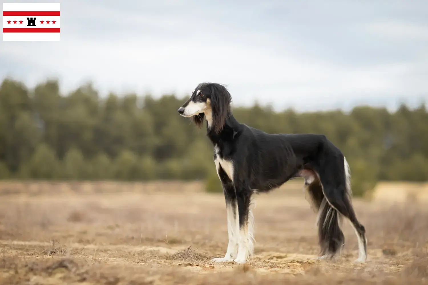 Saluki Welpen und Züchter Drenthe Hier findest Du Salukis Züchter in Drenthe.