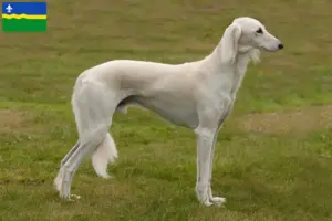 Mehr über den Artikel erfahren Saluki Züchter und Welpen in Flevoland