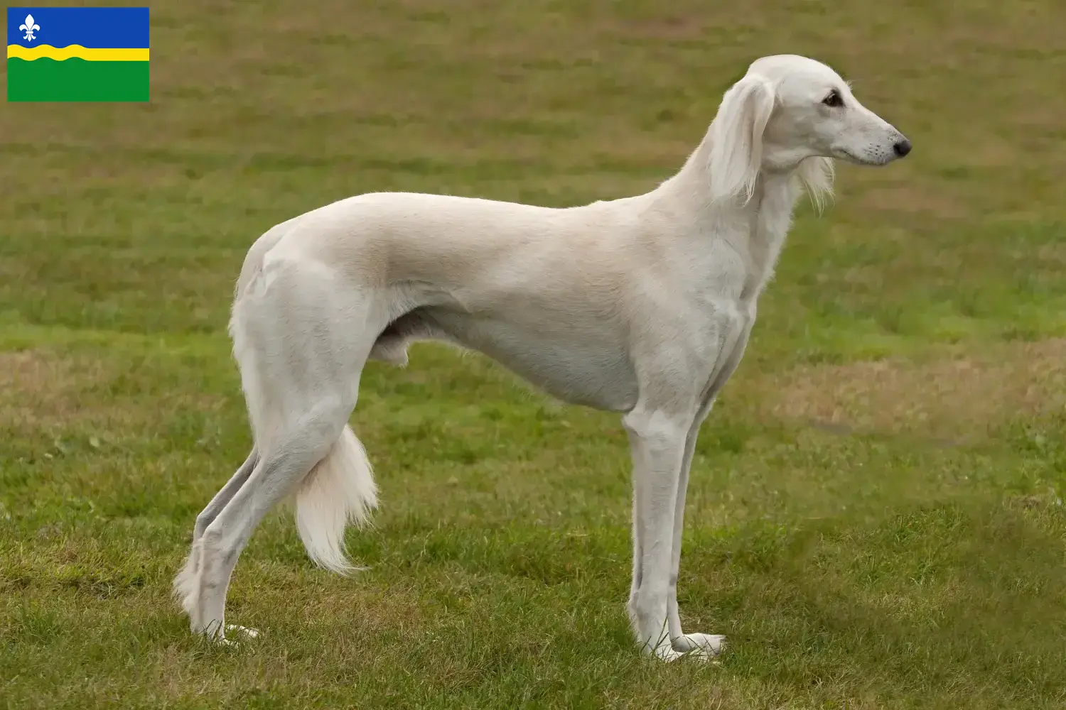 Saluki Welpen und Züchter Flevoland Hier findest Du Salukis Züchter in Flevoland.