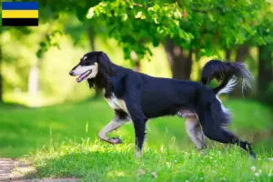 Mehr über den Artikel erfahren Saluki Züchter und Welpen in Gelderland