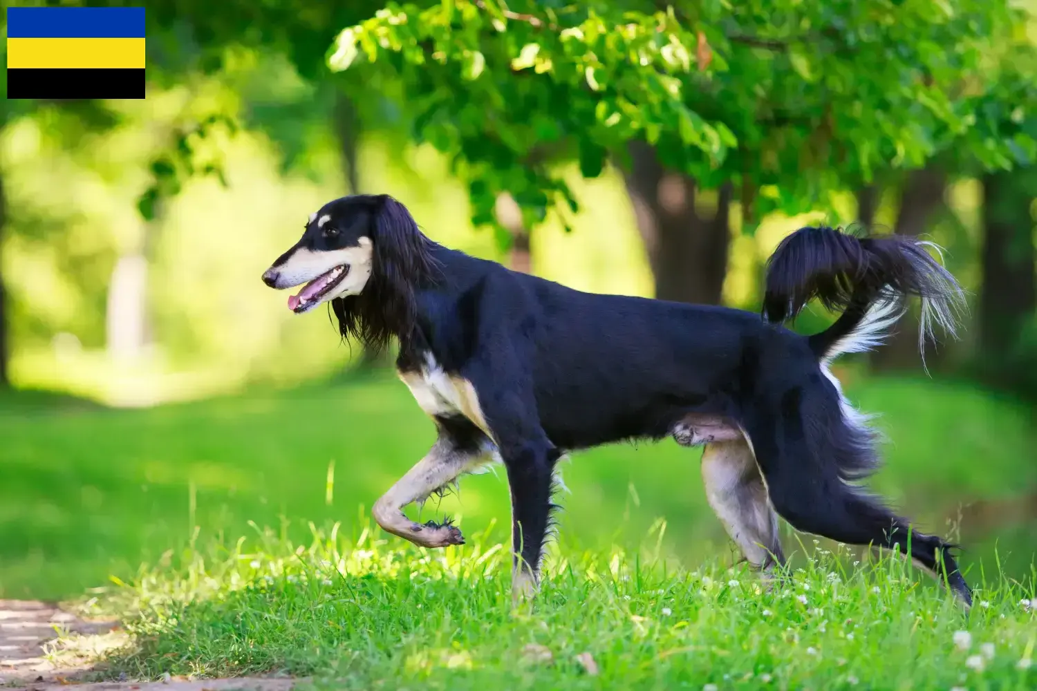 Saluki Welpen und Züchter Gelderland Hier findest Du Salukis Züchter in Gelderland.