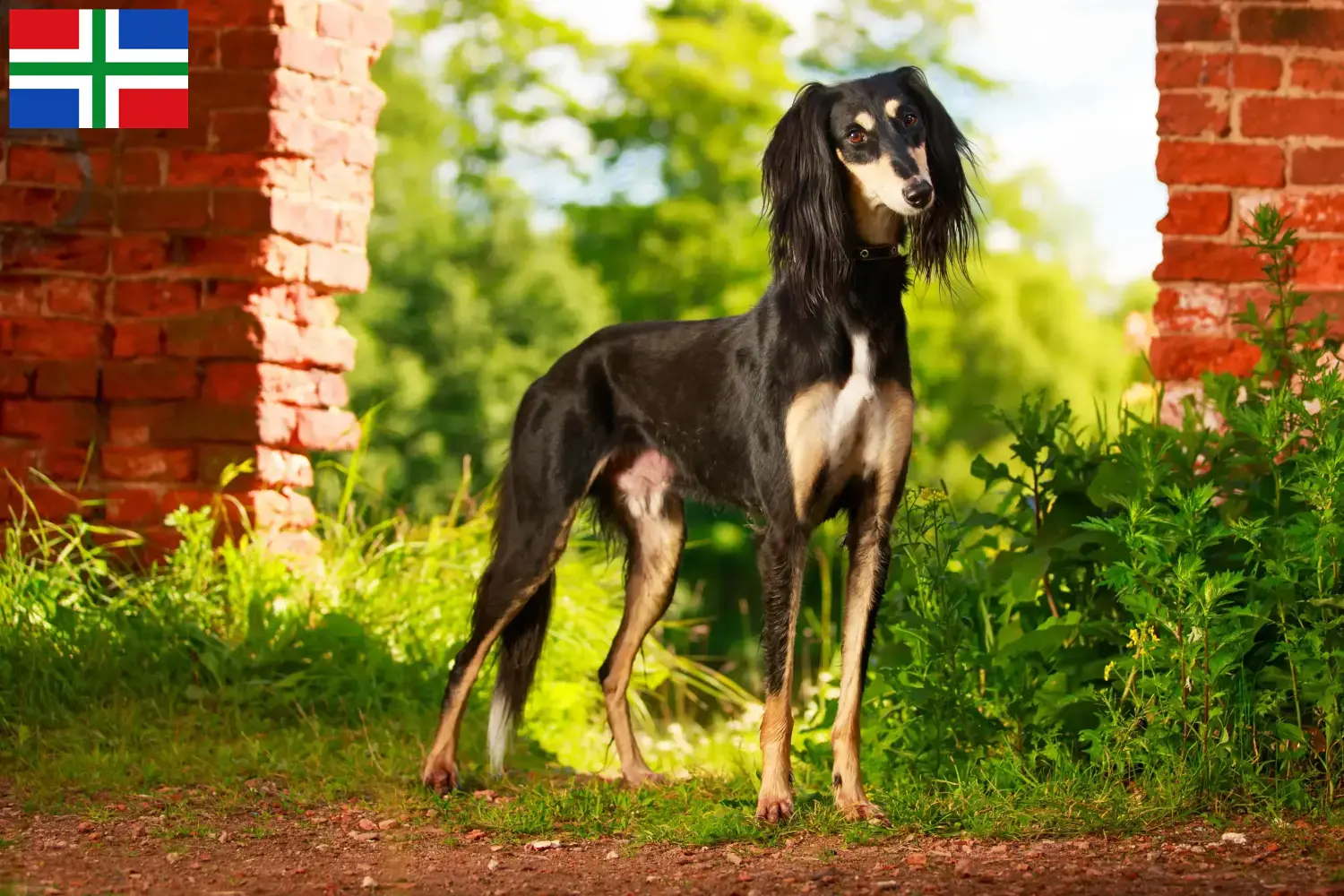 Saluki Welpen und Züchter Groningen Hier findest Du Salukis Züchter in Groningen.
