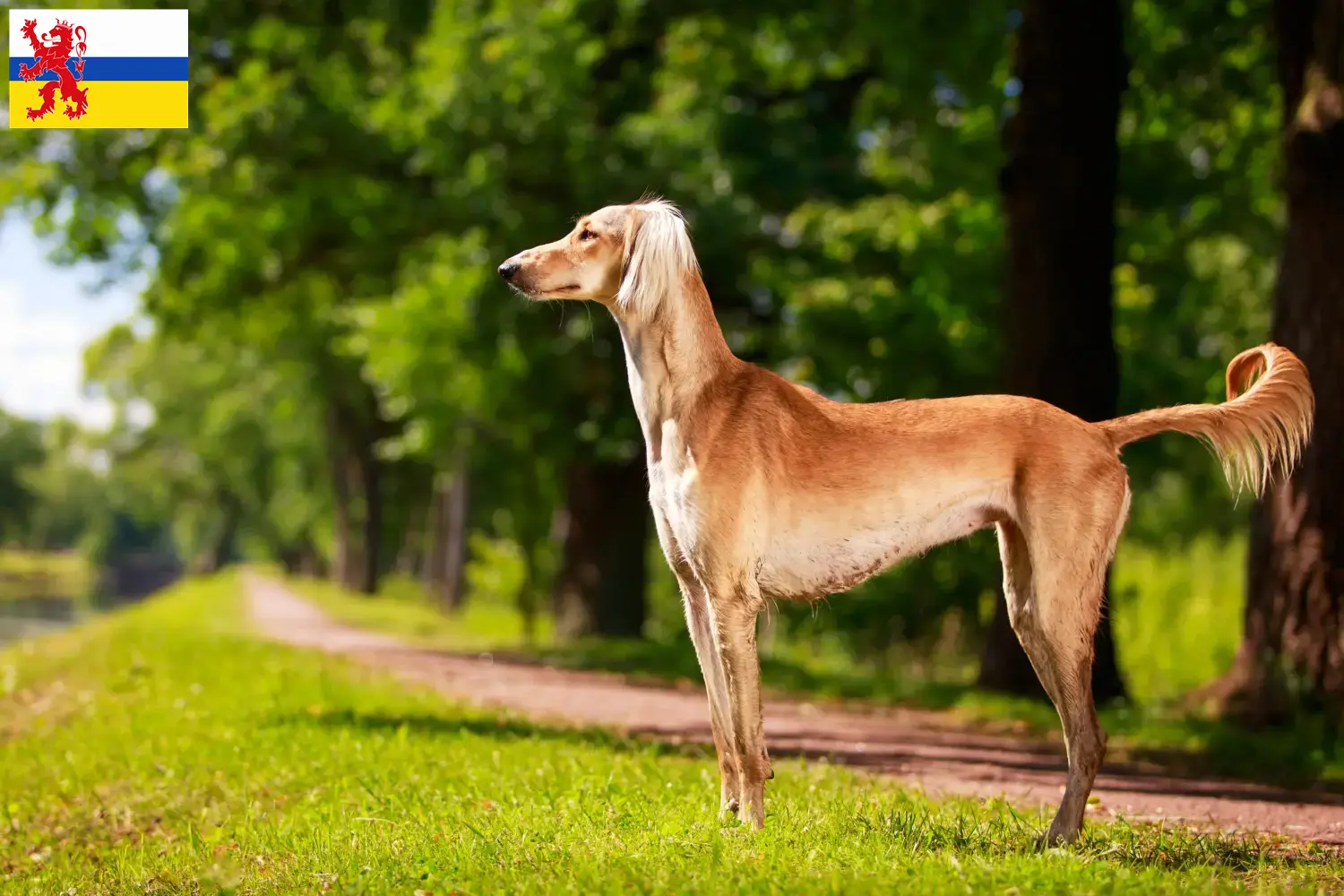 Saluki Welpen und Züchter Limburg Hier findest Du Salukis Züchter in Limburg.