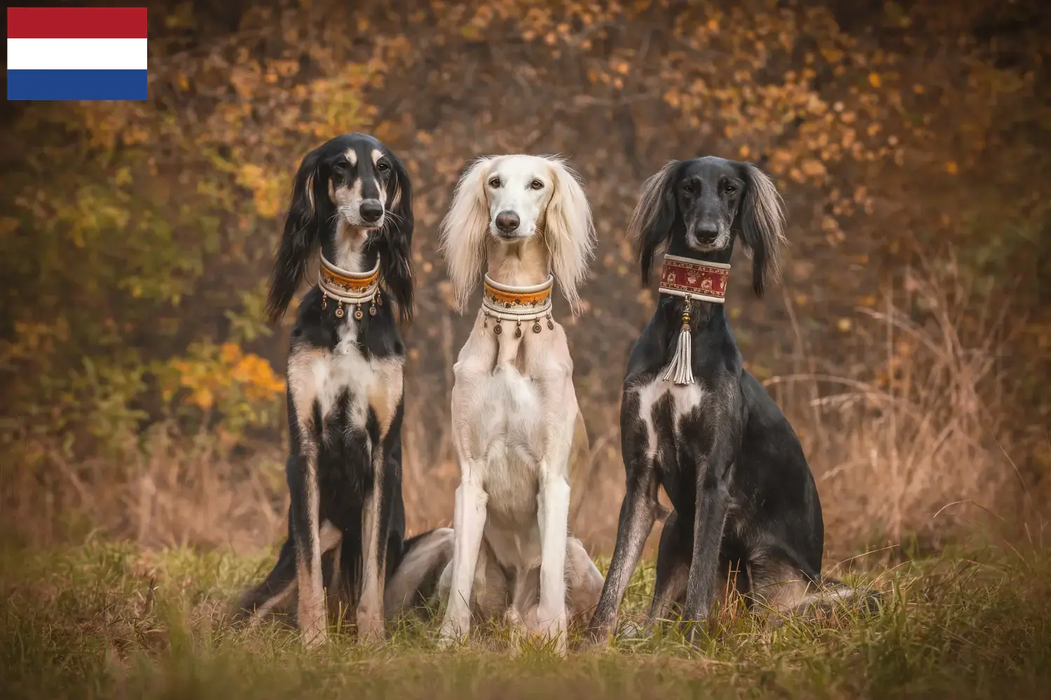 Saluki Welpen und Züchter Niederlande Hier findest Du Salukis Züchter in den Niederlanden.