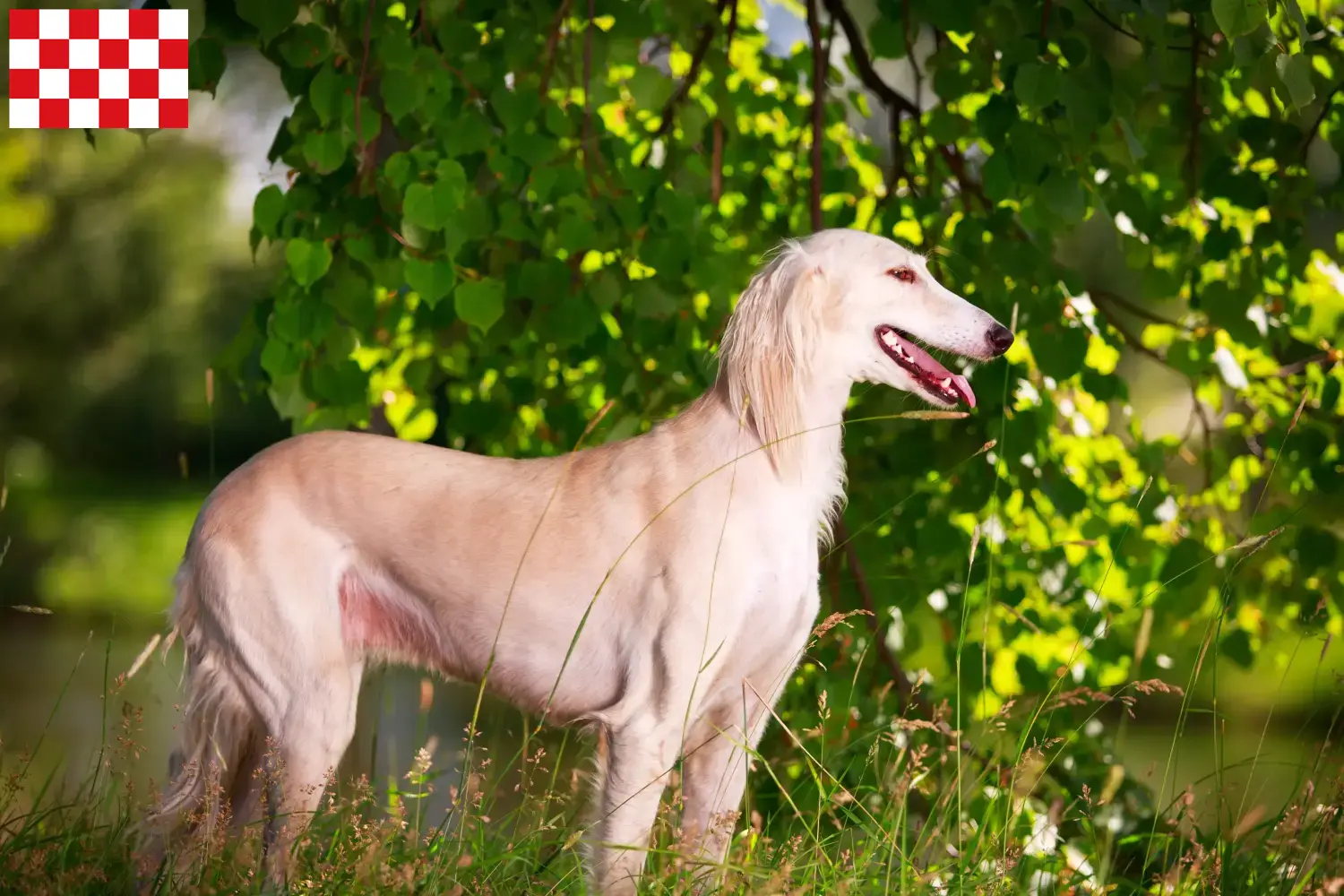 Saluki Welpen und Züchter Nordbrabant Hier findest Du Salukis Züchter in Nordbrabant.