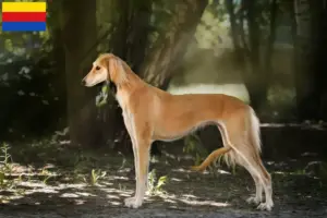 Mehr über den Artikel erfahren Saluki Züchter und Welpen in Nordholland