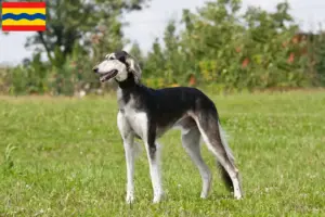 Mehr über den Artikel erfahren Saluki Züchter und Welpen in Overijssel