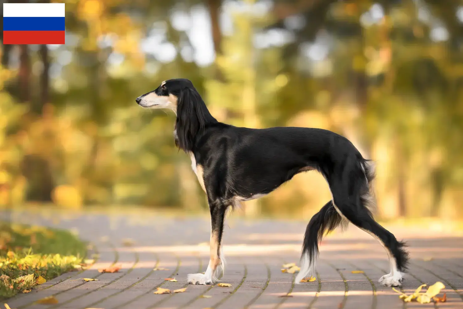 Saluki Welpen und Züchter Russland Hier findest Du Salukis Züchter in Russland.