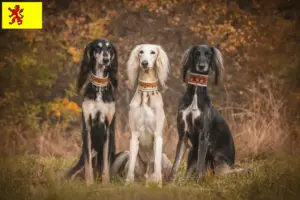 Mehr über den Artikel erfahren Saluki Züchter und Welpen in Südholland