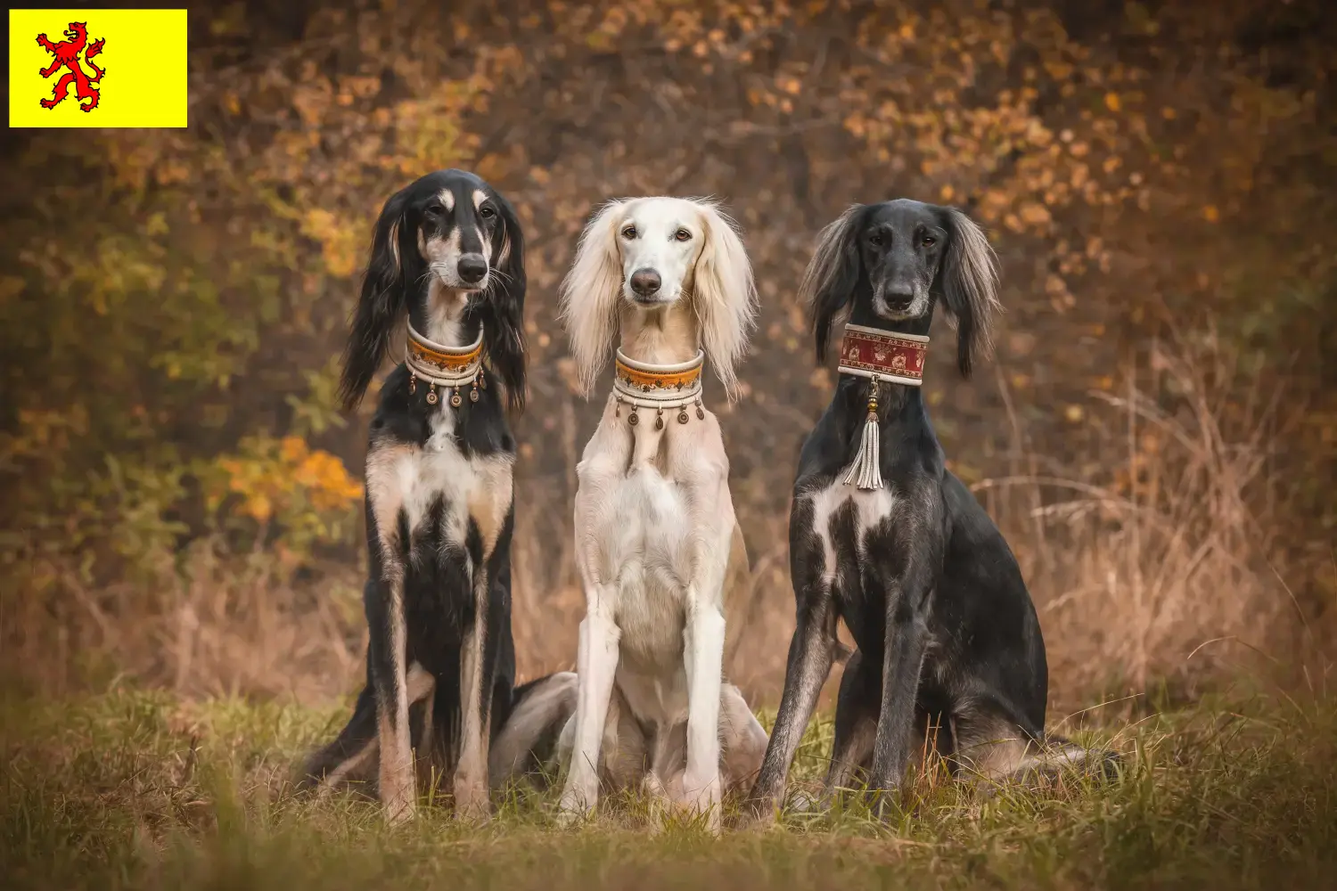 Saluki Welpen und Züchter Südholland Hier findest Du Salukis Züchter in Südholland.