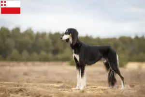Mehr über den Artikel erfahren Saluki Züchter und Welpen in Utrecht