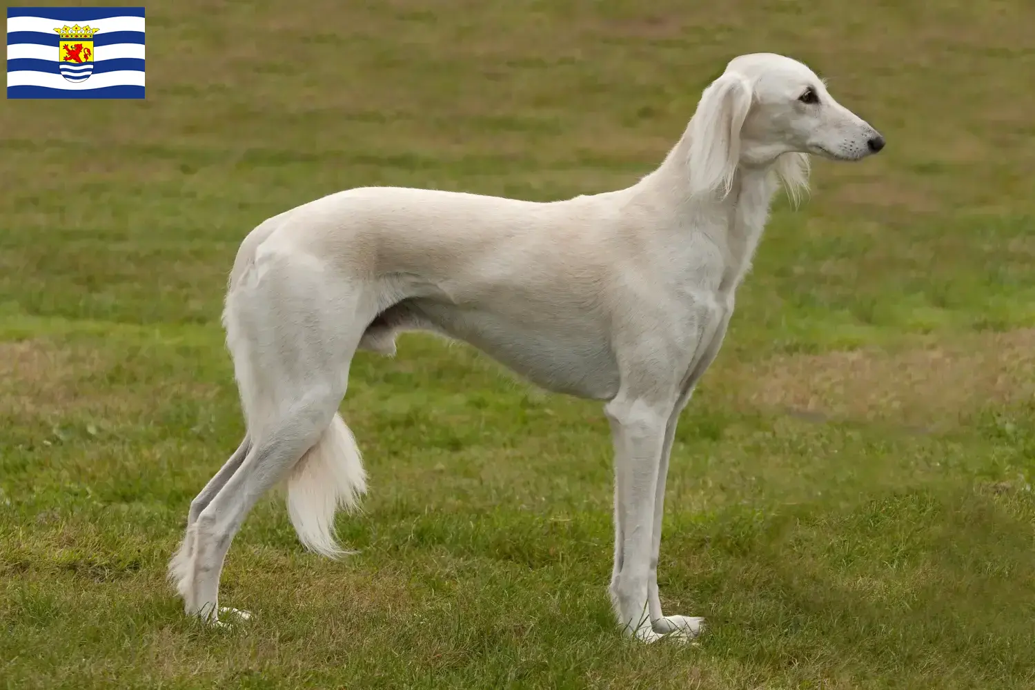 Saluki Welpen und Züchter Zeeland Hier findest Du Salukis Züchter in Zeeland.