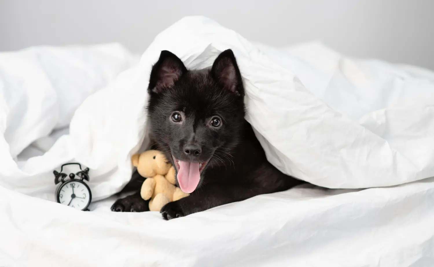 Einen Schipperke Welpen zu kaufen, bedeutet Verantwortung zu übernehmen! Schipperke Welpen kaufen.