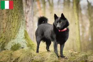 Mehr über den Artikel erfahren Schipperke Züchter und Welpen in Italien