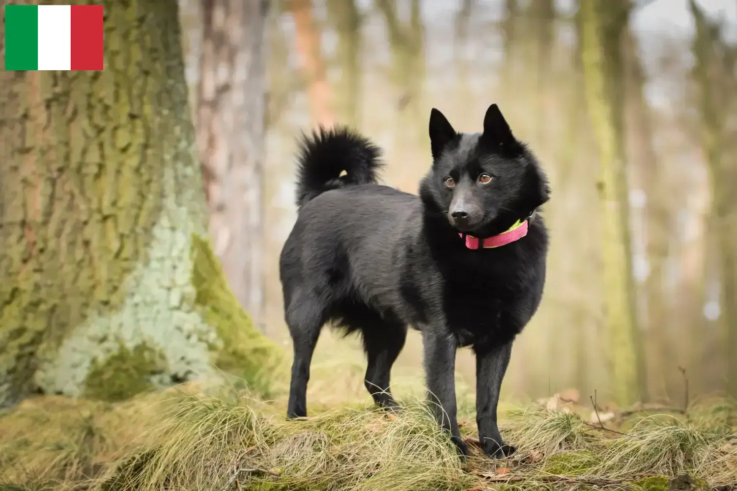 Schipperke Welpen und Züchter Italien Hier findest Du Schipperkes Züchter in Italien.