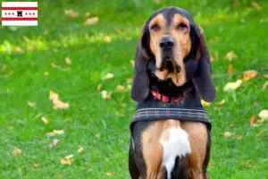 Mehr über den Artikel erfahren Schweizer Laufhund Züchter und Welpen in Drenthe