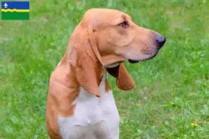 Mehr über den Artikel erfahren Schweizer Laufhund Züchter und Welpen in Flevoland