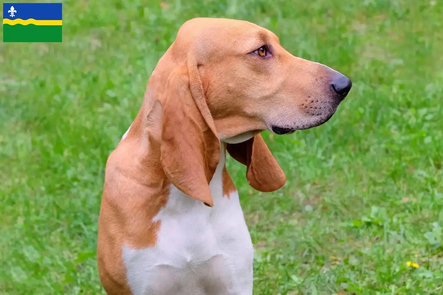 Schweizer Laufhund Welpen und Züchter Flevoland Hier findest Du Schweizer Laufhunde Züchter in Flevoland.
