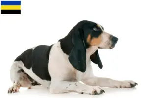 Mehr über den Artikel erfahren Schweizer Laufhund Züchter und Welpen in Gelderland