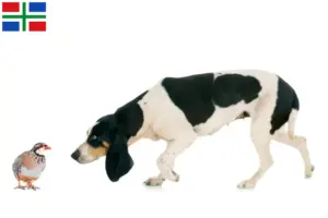 Mehr über den Artikel erfahren Schweizer Laufhund Züchter und Welpen in Groningen