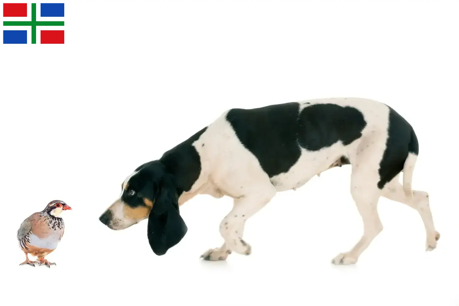 Schweizer Laufhund Welpen und Züchter Groningen Hier findest Du Schweizer Laufhunde Züchter in Groningen.