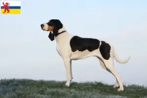 Mehr über den Artikel erfahren Schweizer Laufhund Züchter und Welpen in Limburg
