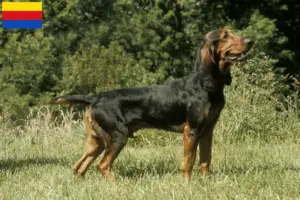 Mehr über den Artikel erfahren Schweizer Laufhund Züchter und Welpen in Nordholland