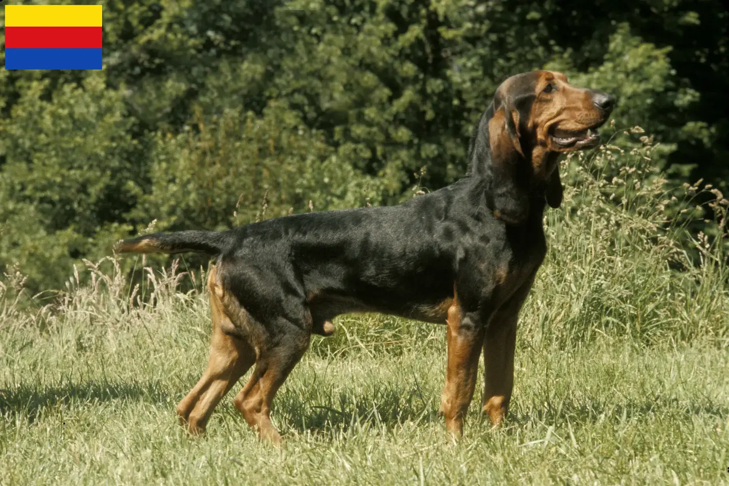 Schweizer Laufhund Welpen und Züchter Nordholland Hier findest Du Schweizer Laufhunde Züchter in Nordholland.