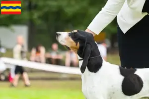 Mehr über den Artikel erfahren Schweizer Laufhund Züchter und Welpen in Overijssel