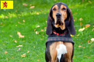 Mehr über den Artikel erfahren Schweizer Laufhund Züchter und Welpen in Südholland