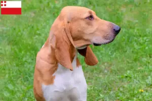 Mehr über den Artikel erfahren Schweizer Laufhund Züchter und Welpen in Utrecht