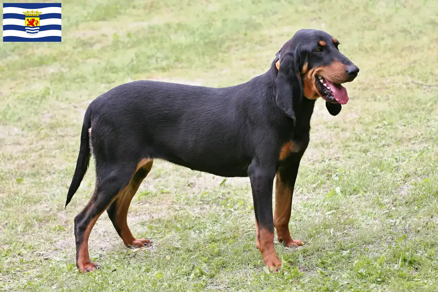 Schweizer Laufhund Welpen und Züchter Zeeland Hier findest Du Schweizer Laufhunde Züchter in Zeeland.